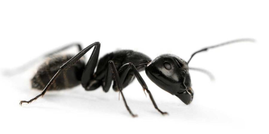 carpenter ant