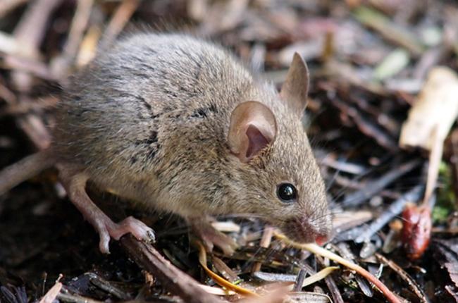Common House Mouse