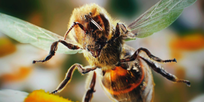 The Science Behind a Wasp Sting | JP Pest Services