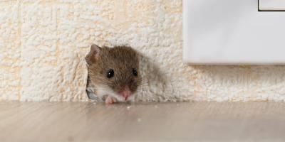 mouse through hole in wall