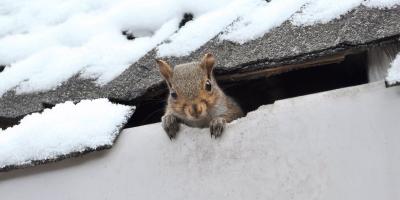 rodent in roof in winter