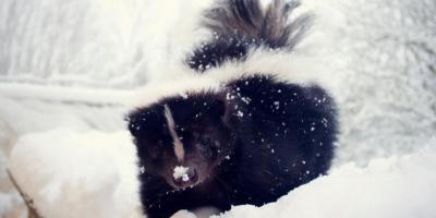 skunk in winter